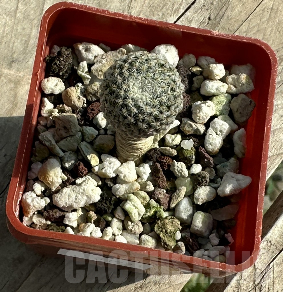 SHPR31951 Pelecyphora strobiliformis - Image 2