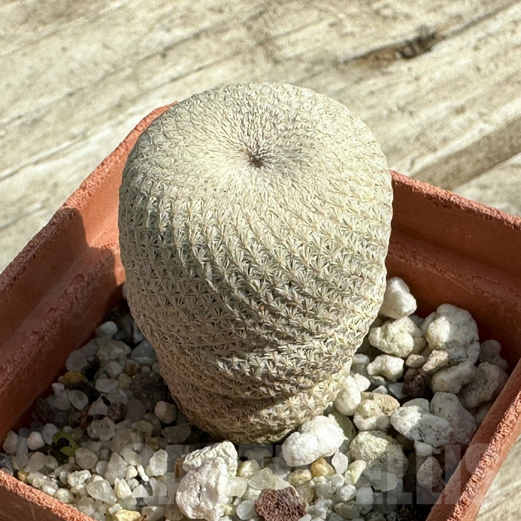 SHPR31952 Epithelantha bokei