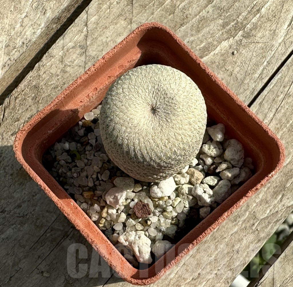 SHPR31952 Epithelantha bokei - immagine 2