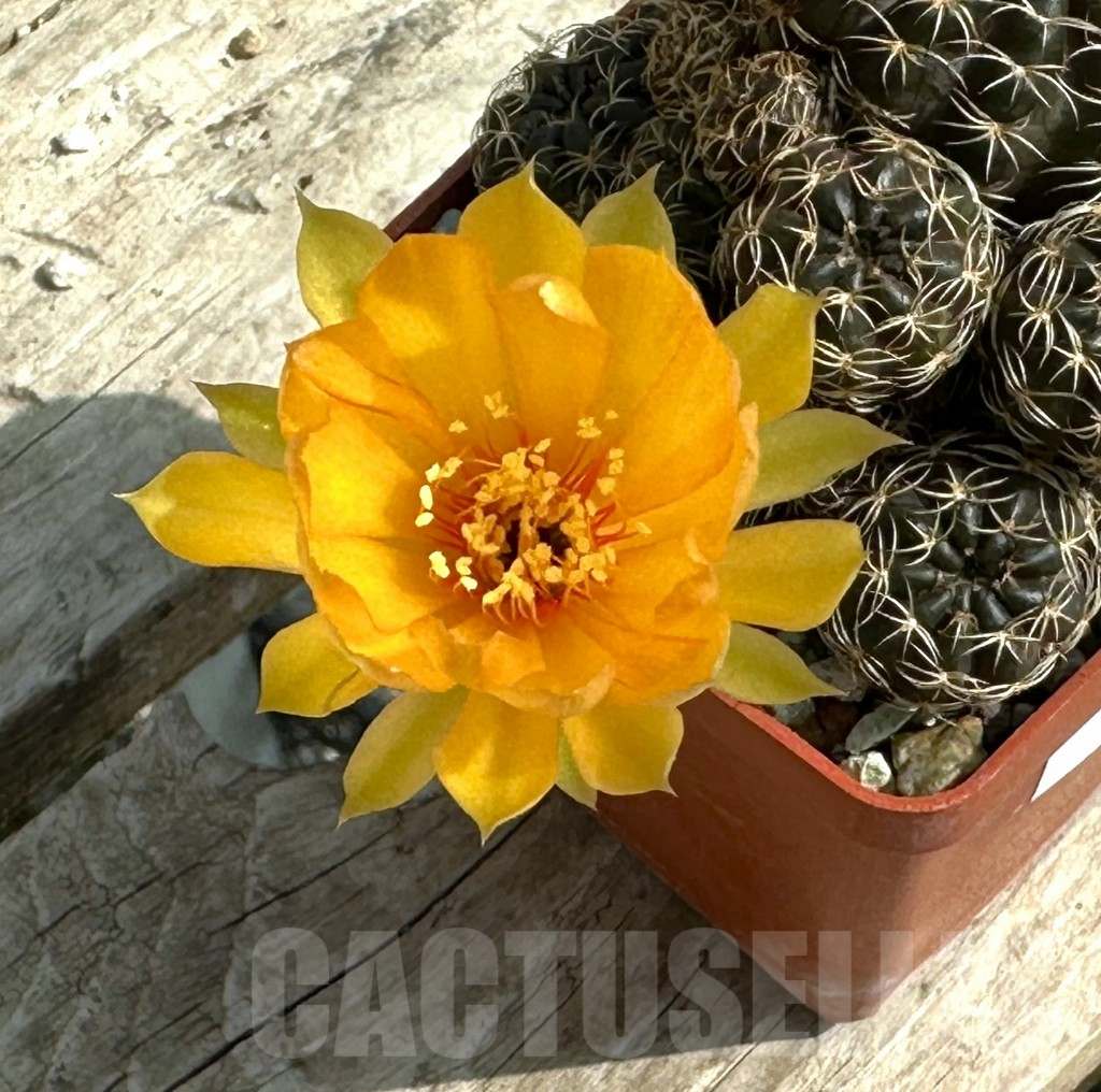 SHPR31955 Lobivia arachnacantha