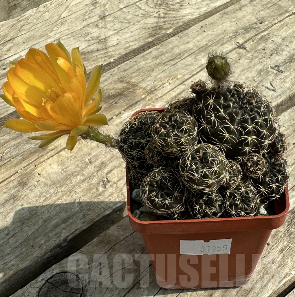 SHPR31955 Lobivia arachnacantha - Obrázek 2