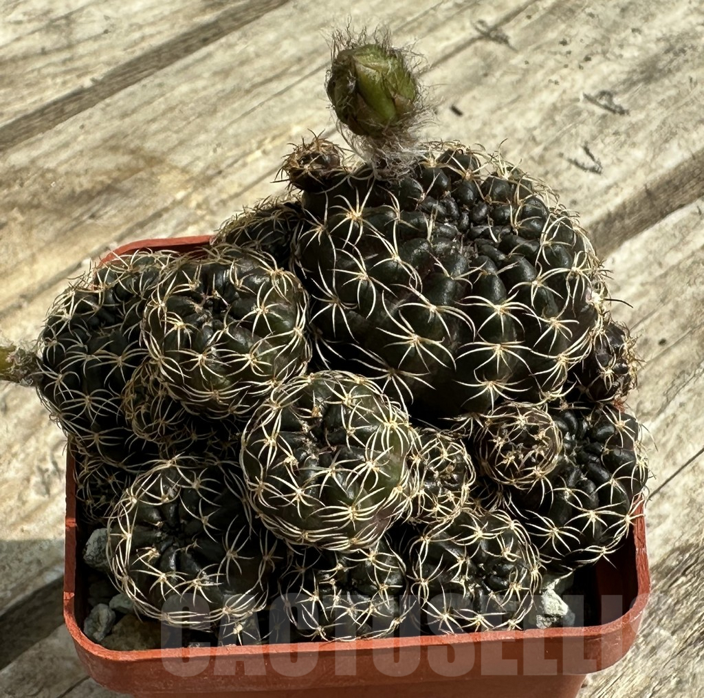 SHPR31955 Lobivia arachnacantha - Obrázek 3