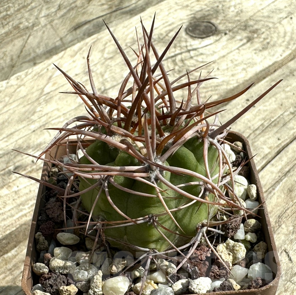 SHPR31956 Denmoza rhodacantha