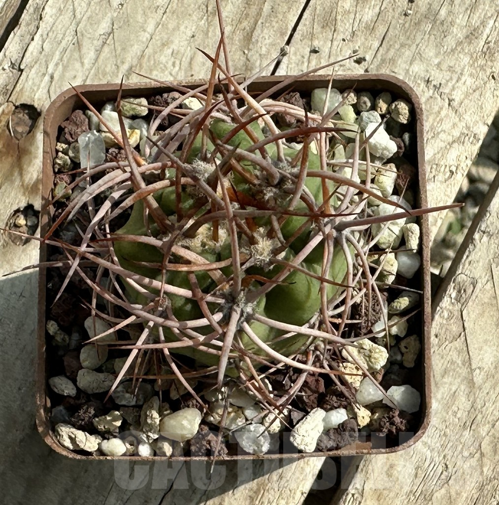 SHPR31956 Denmoza rhodacantha - Image 2