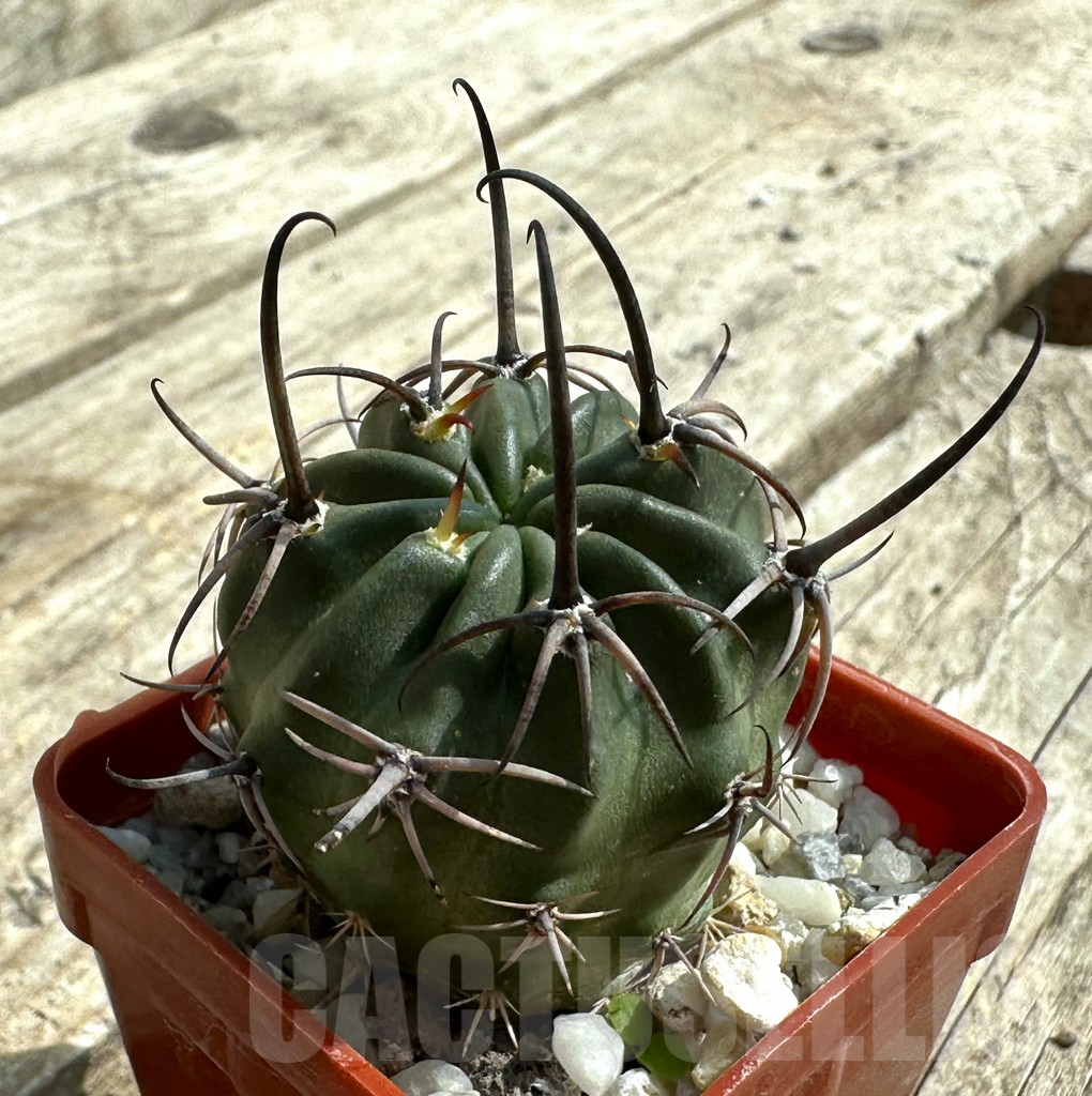 SHPR31957 Lobivia pugionacantha v. versicolor