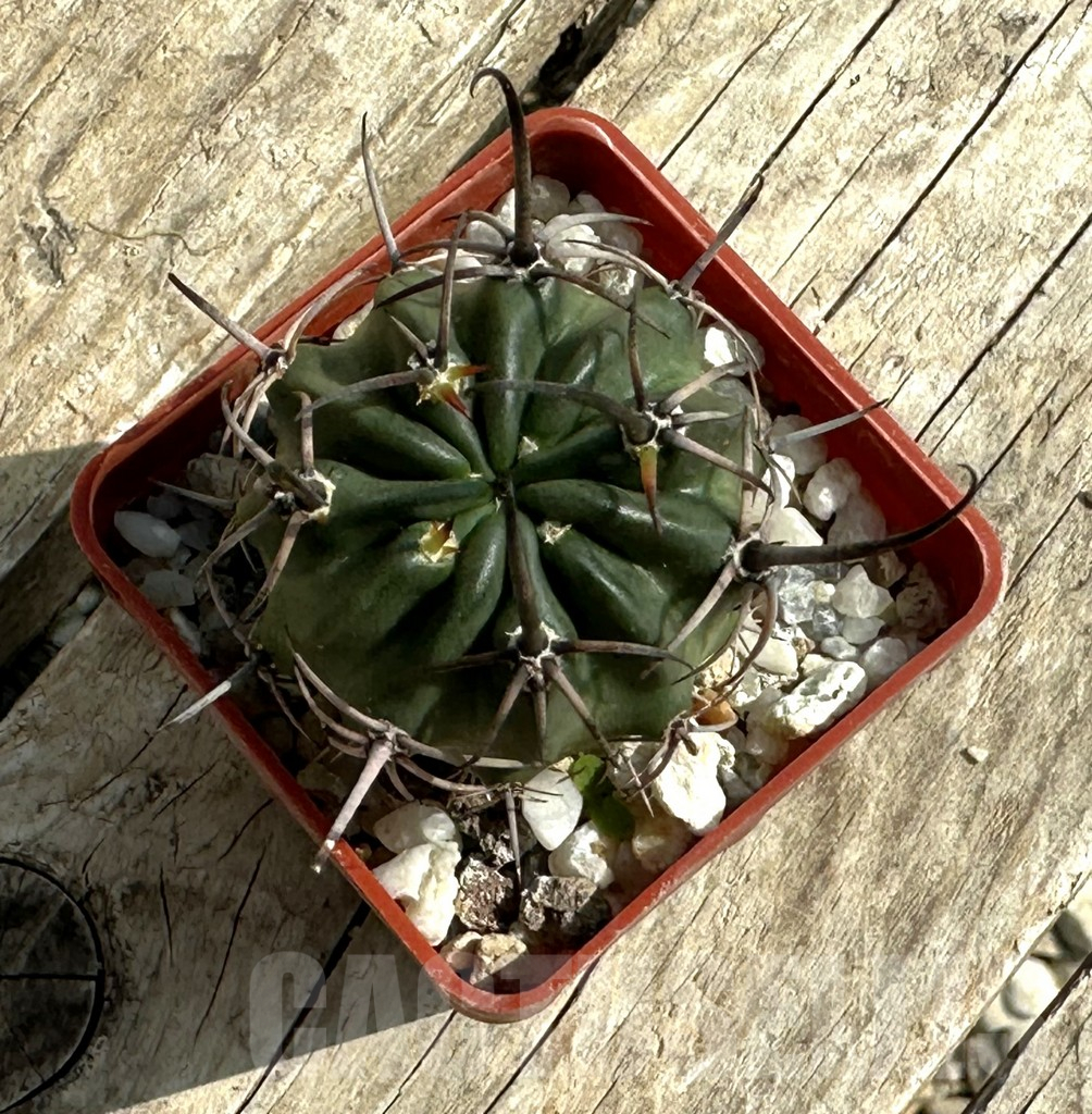 SHPR31957 Lobivia pugionacantha v. versicolor - Image 2