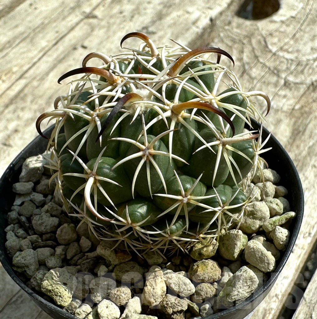 SHPR31958 Coryphantha tripugionacantha