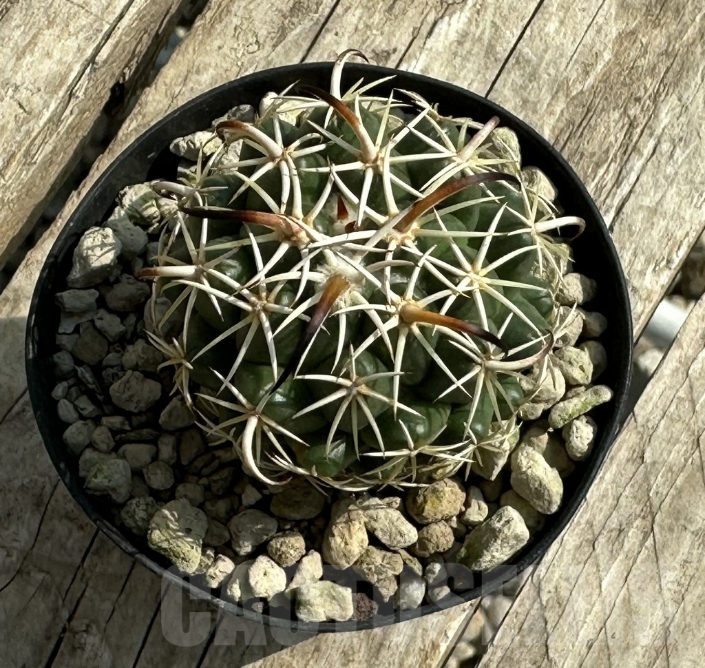 SHPR31958 Coryphantha tripugionacantha - Image 2