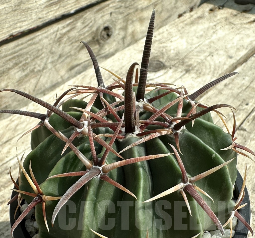 SHPR31960 Echinocactus texensis