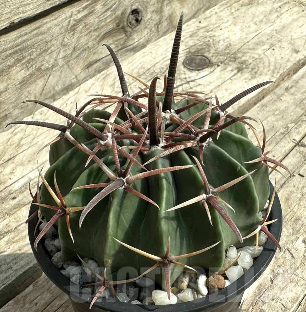 SHPR31960 Echinocactus texensis - Obrázek 2
