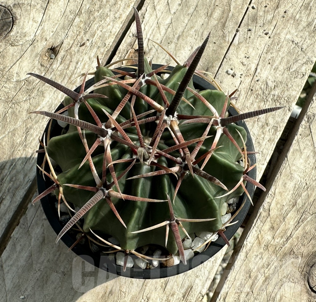 SHPR31960 Echinocactus texensis - Obrázek 3