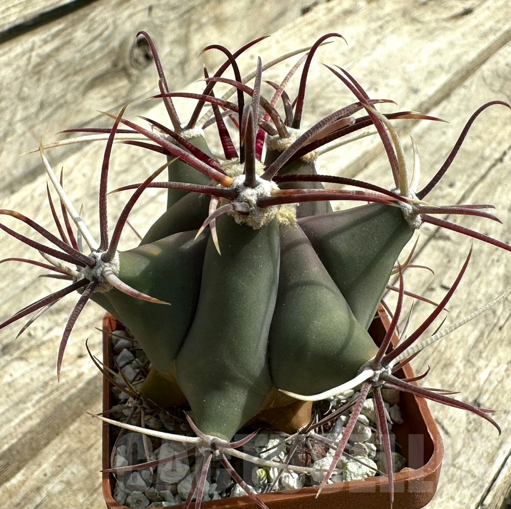 SHPR31962 Ferocactus emoryi