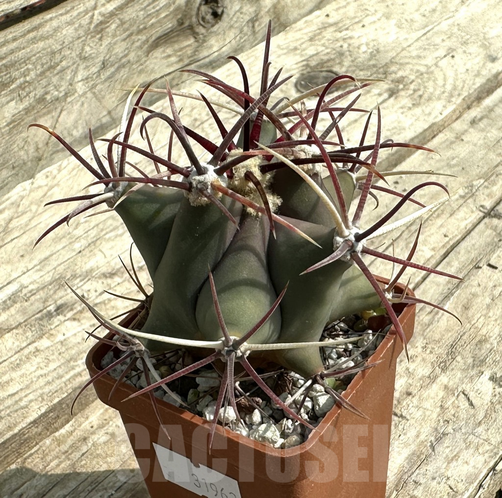 SHPR31962 Ferocactus emoryi - Image 2