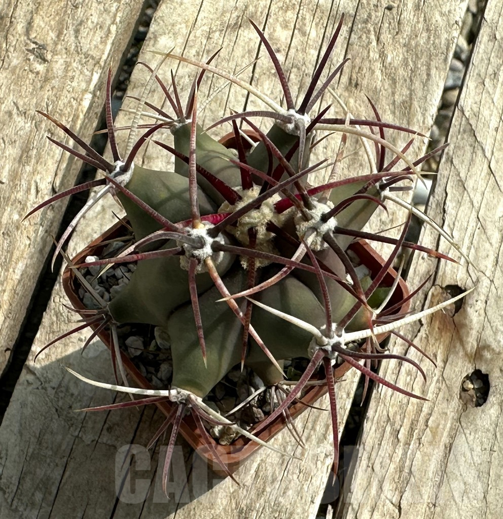 SHPR31962 Ferocactus emoryi - Image 3