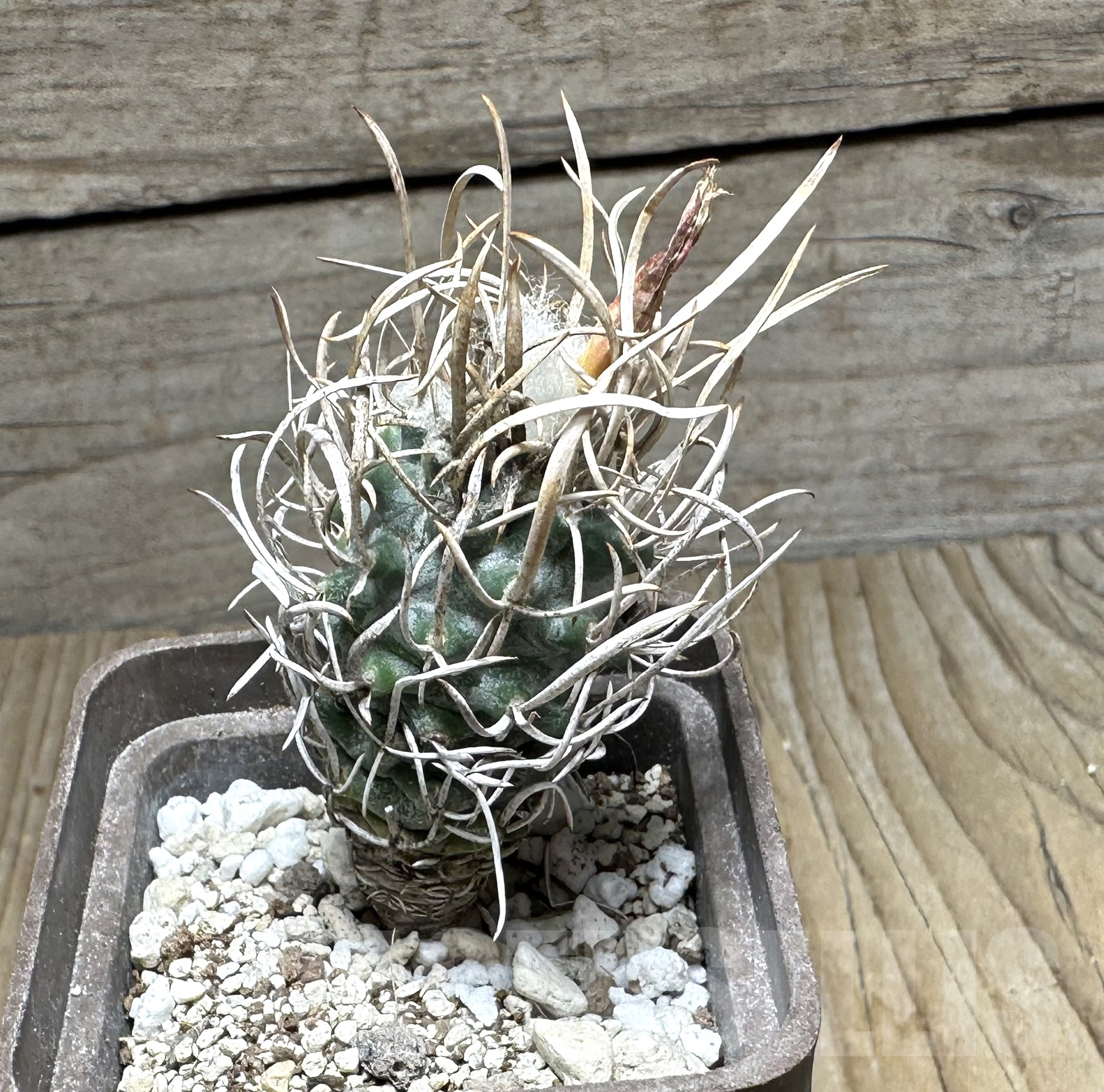 SHPR31953 Turbinicarpus flaviflorus - immagine 2