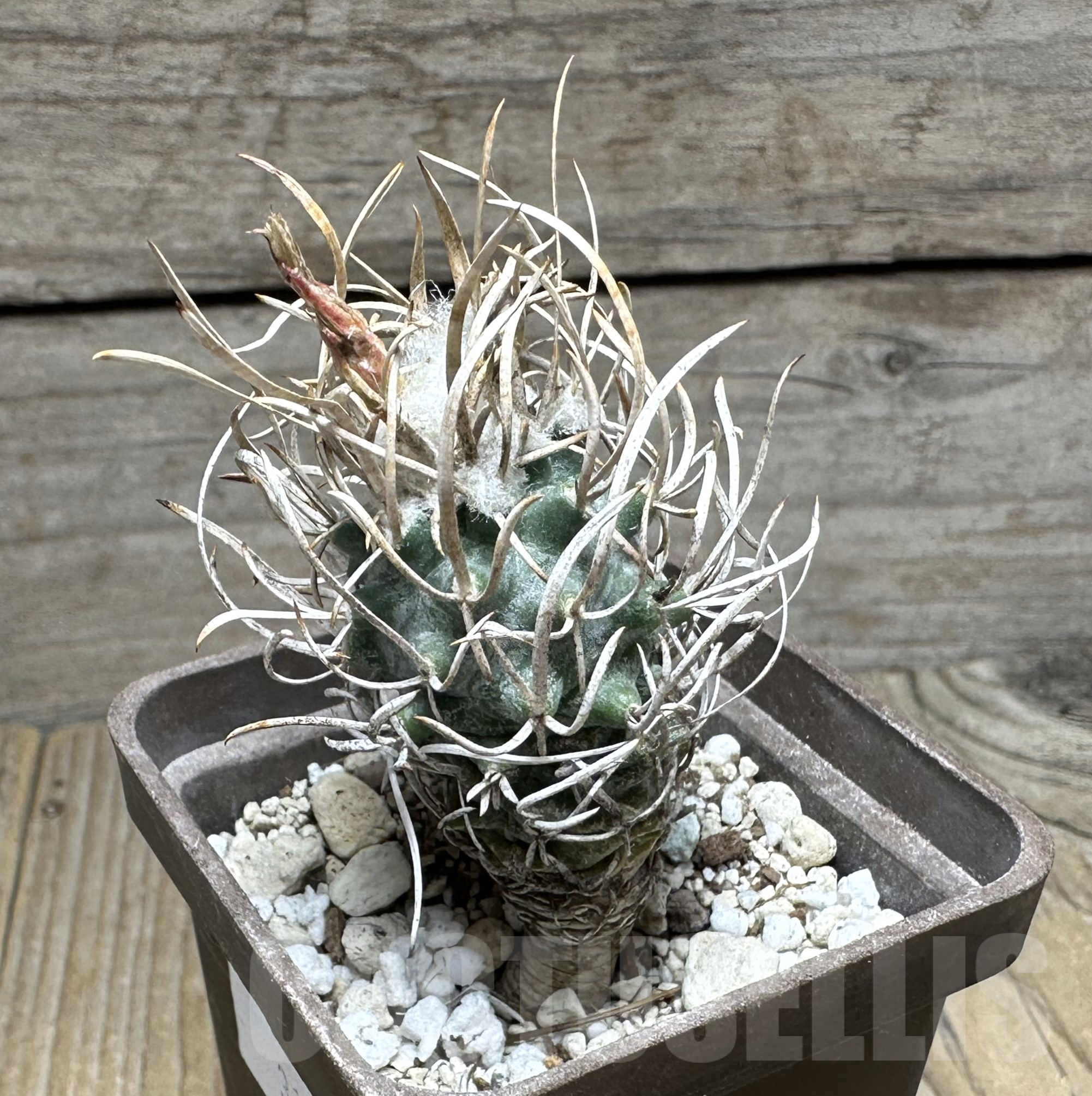 SHPR31953 Turbinicarpus flaviflorus