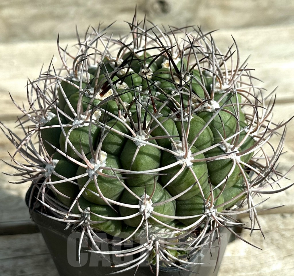 SHPR31983 Gymnocalycium saglione PV-1998, old 10 years