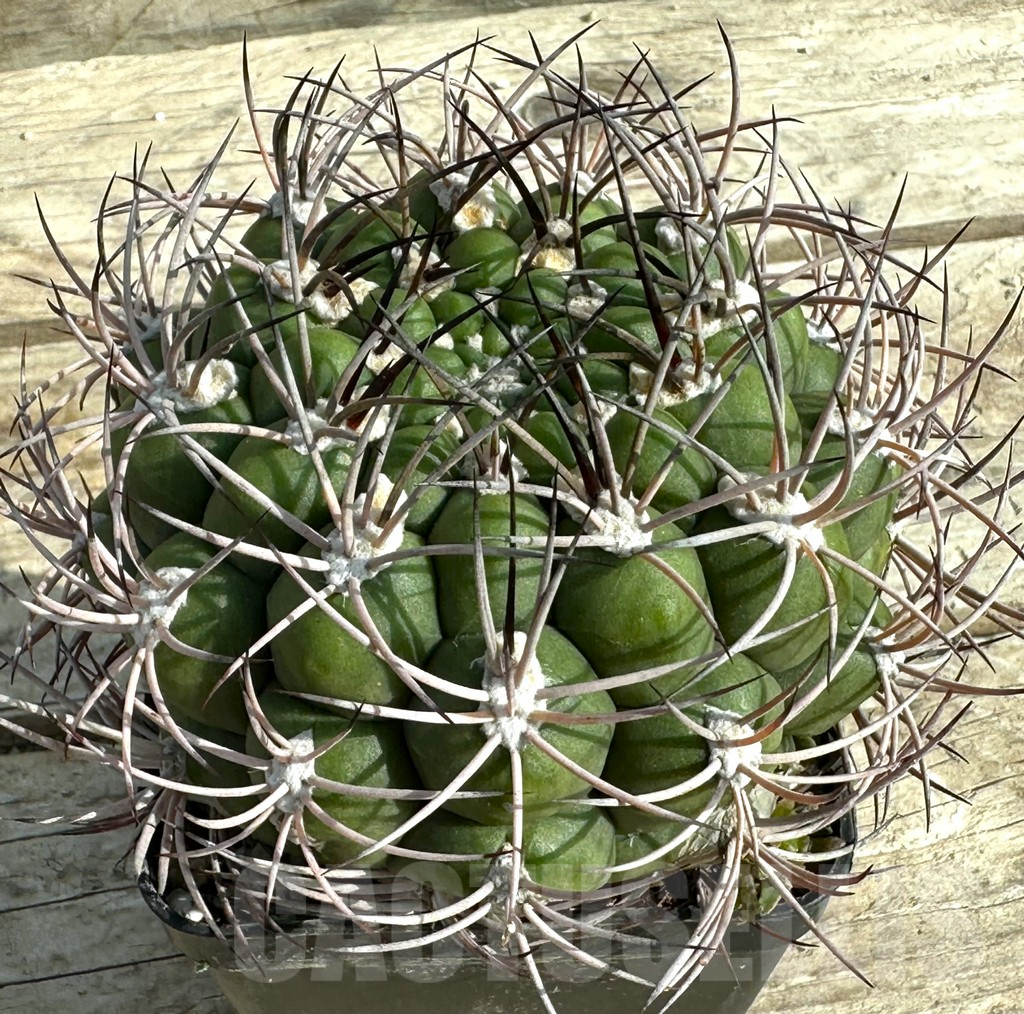 SHPR31983 Gymnocalycium saglione PV-1998, old 10 years - immagine 2