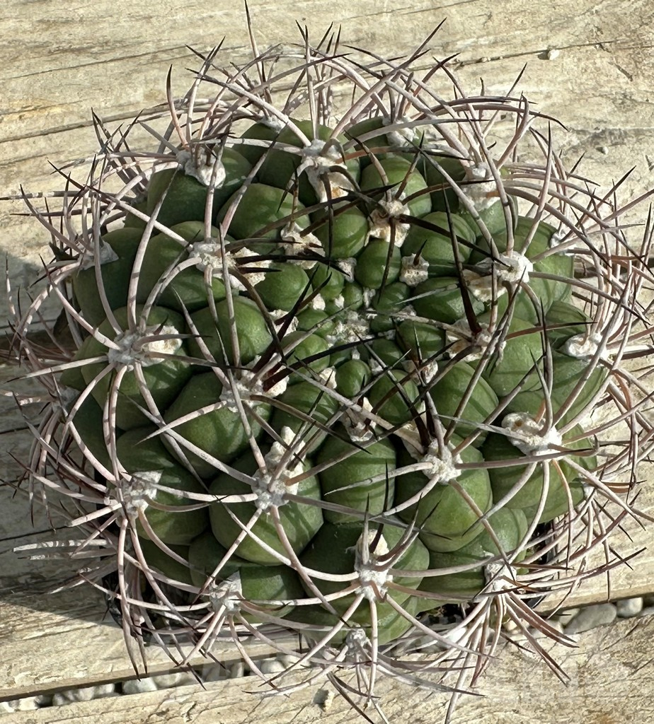 SHPR31983 Gymnocalycium saglione PV-1998, old 10 years - immagine 3