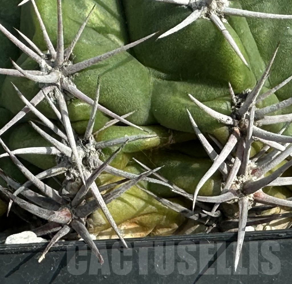 SHPR32008 Gymnocalycium mostii VG 338, old 12 years - Imagen 3