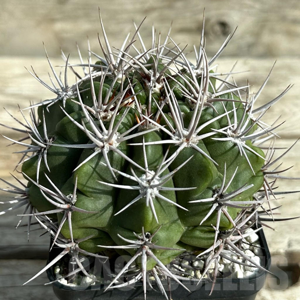SHPR32008 Gymnocalycium mostii VG 338, old 12 years - Imagen 2