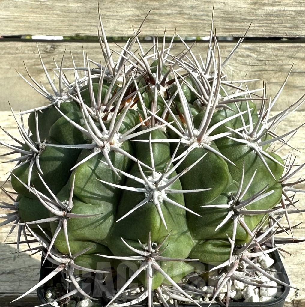 SHPR32008 Gymnocalycium mostii VG 338, old 12 years