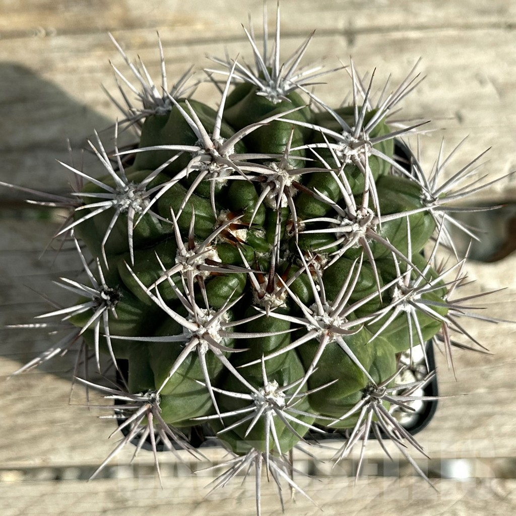 SHPR32008 Gymnocalycium mostii VG 338, old 12 years - Imagen 4