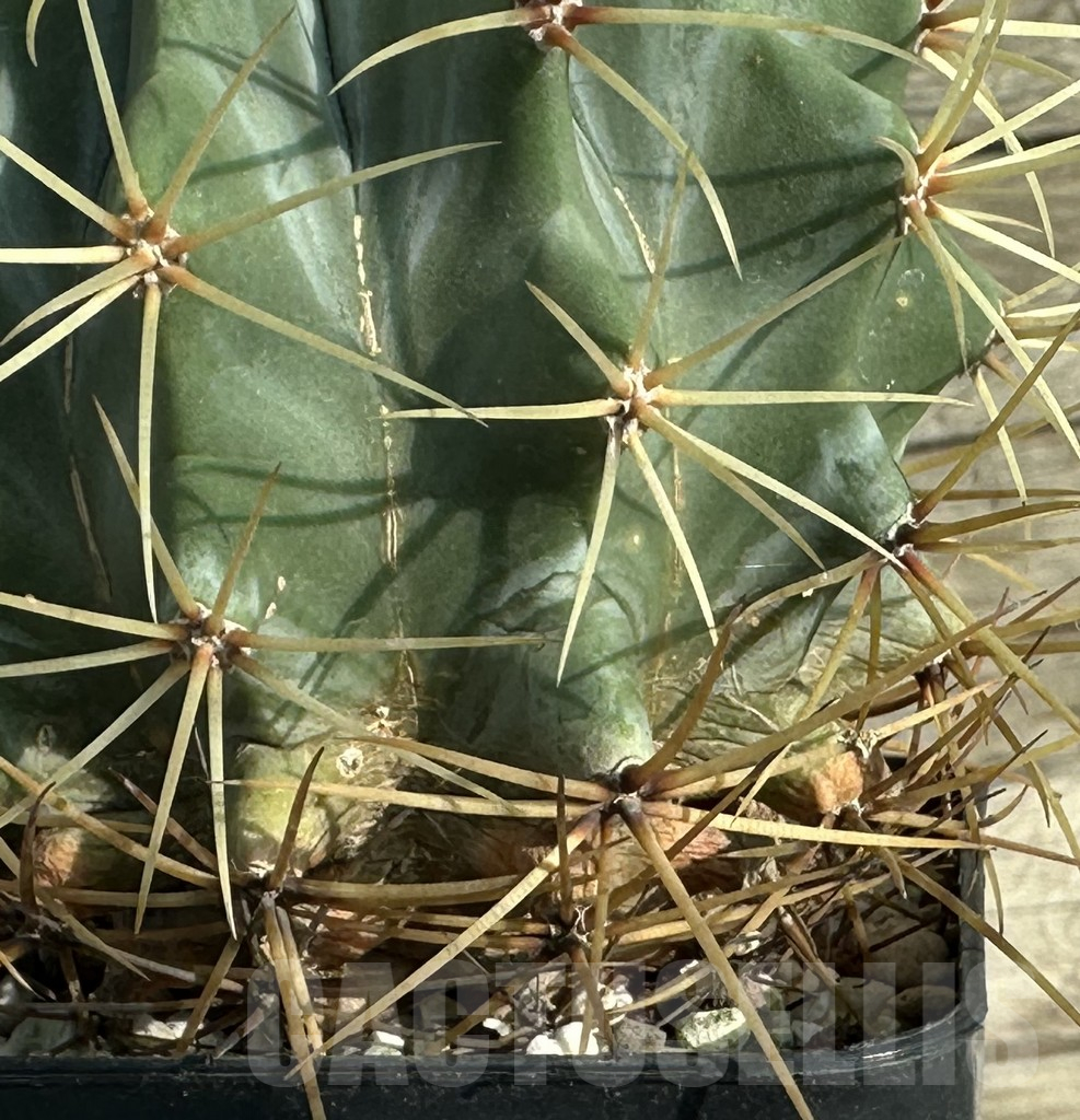 SHPR32010 Ferocactus glaucescens - Obrázek 2