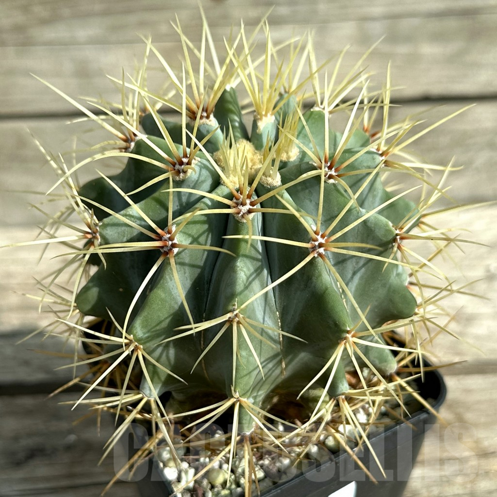 SHPR32010 Ferocactus glaucescens