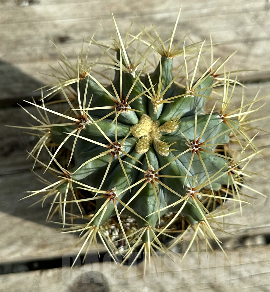 SHPR32010 Ferocactus glaucescens - Obrázek 3
