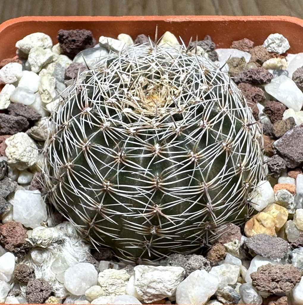 SHPR31985 Lobivia rebutioides R 210