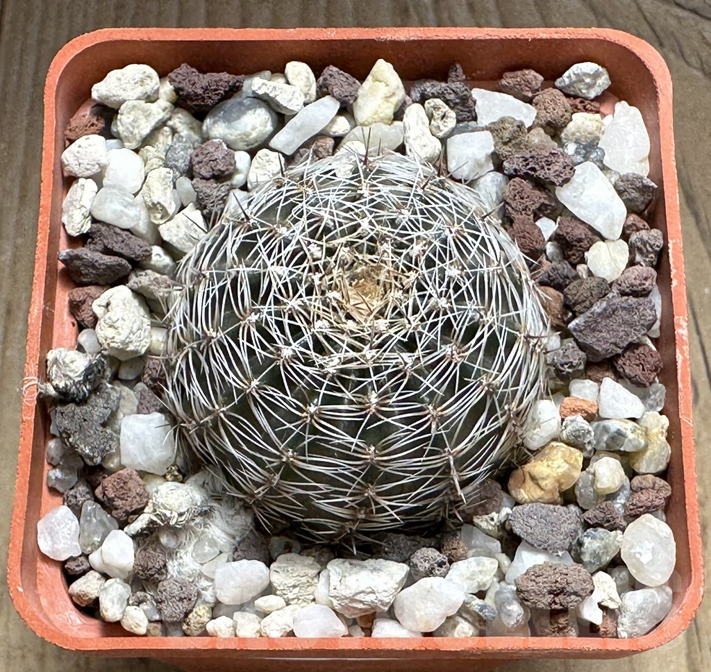 SHPR31985 Lobivia rebutioides R 210 - immagine 2