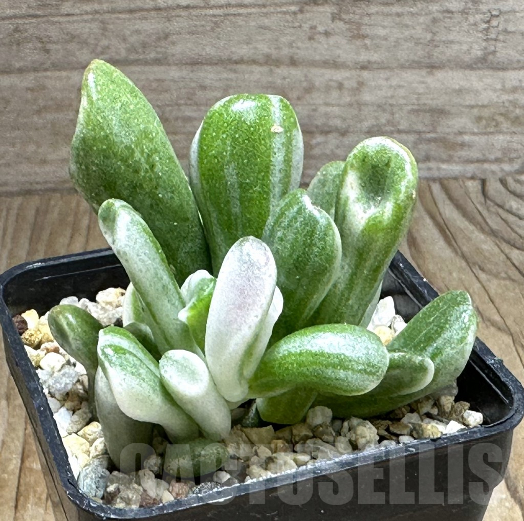 SHPR32064 Crassula ‘Hobbit’ f. variegata - Obrázek 2