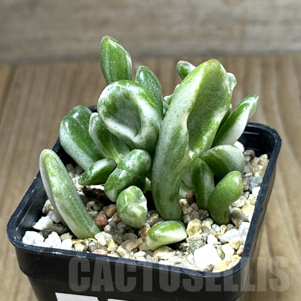 SHPR32064 Crassula ‘Hobbit’ f. variegata