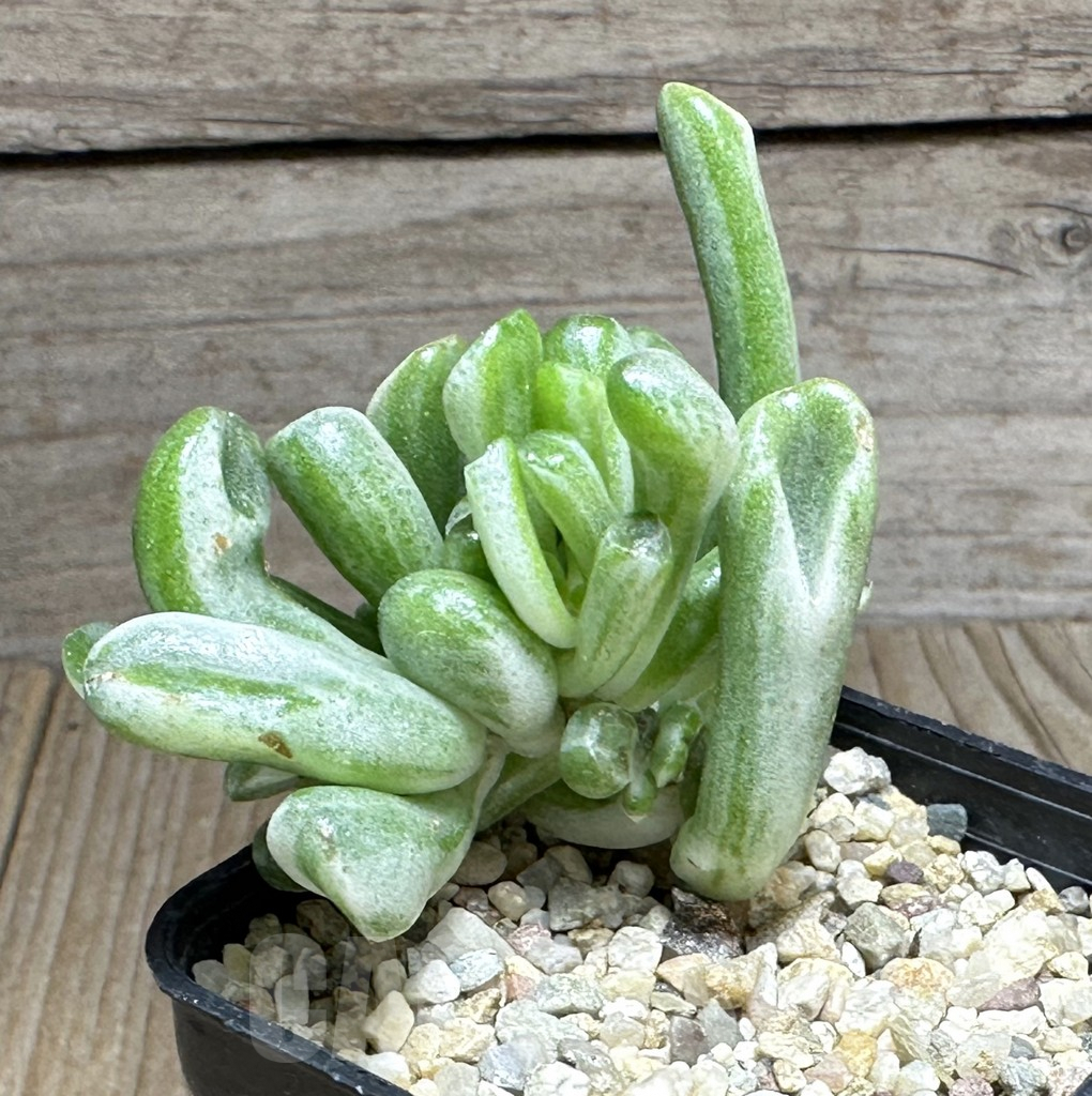 SHPR31986 Crassula 'Hobbit' f. variegata - immagine 2
