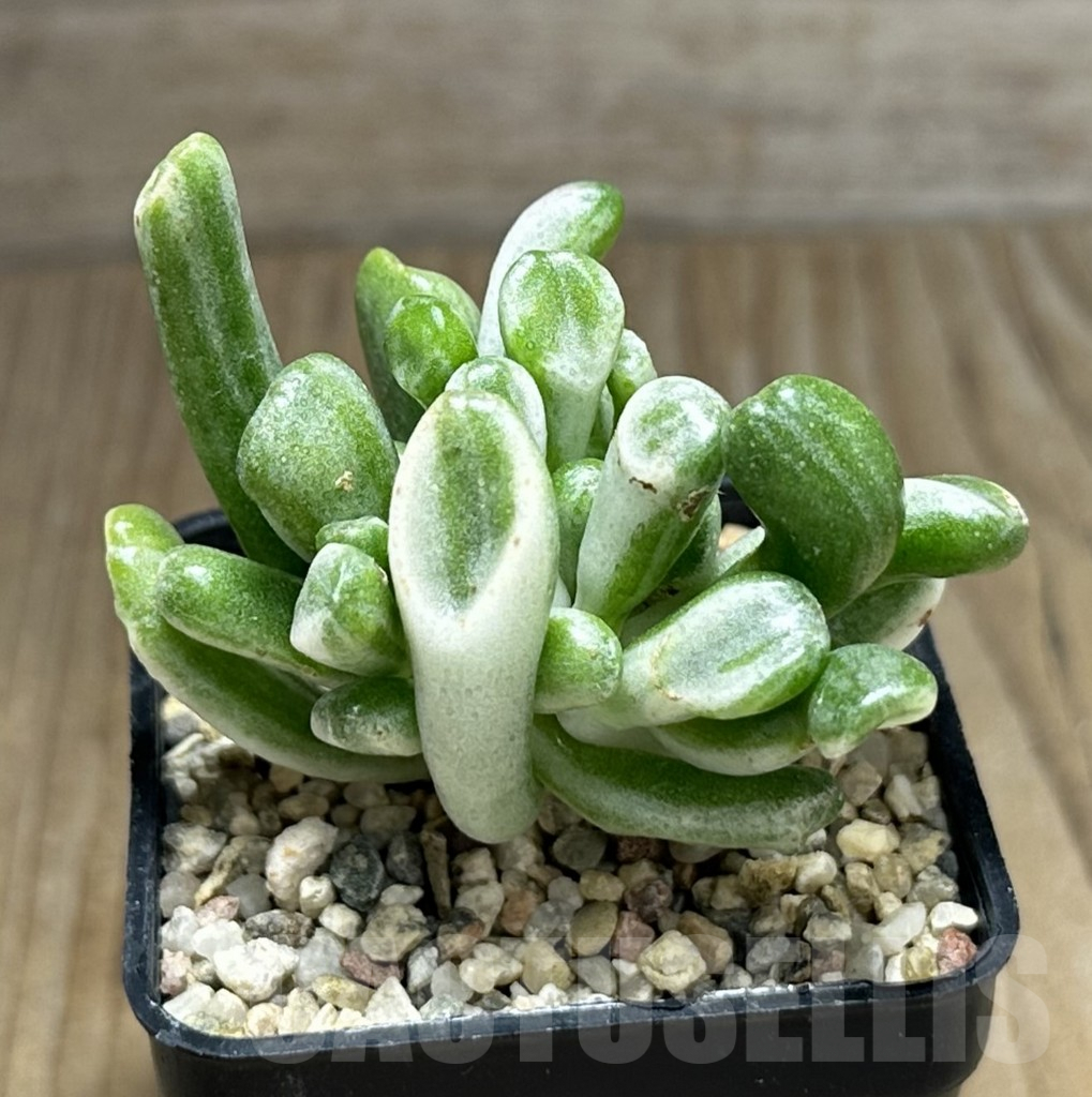 SHPR31986 Crassula 'Hobbit' f. variegata