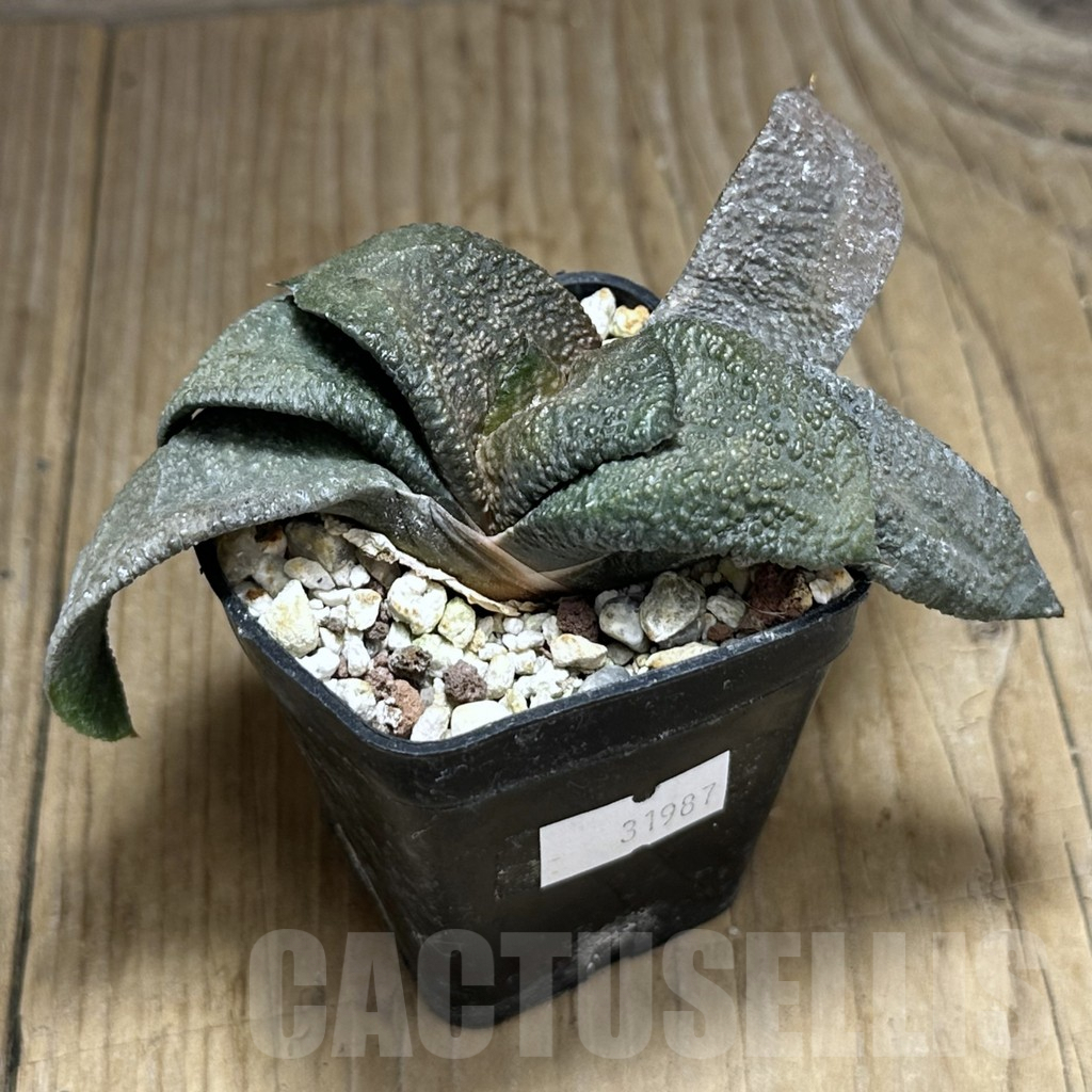 SHPR31987 Gasteria armstrongii -Japan- - Image 2