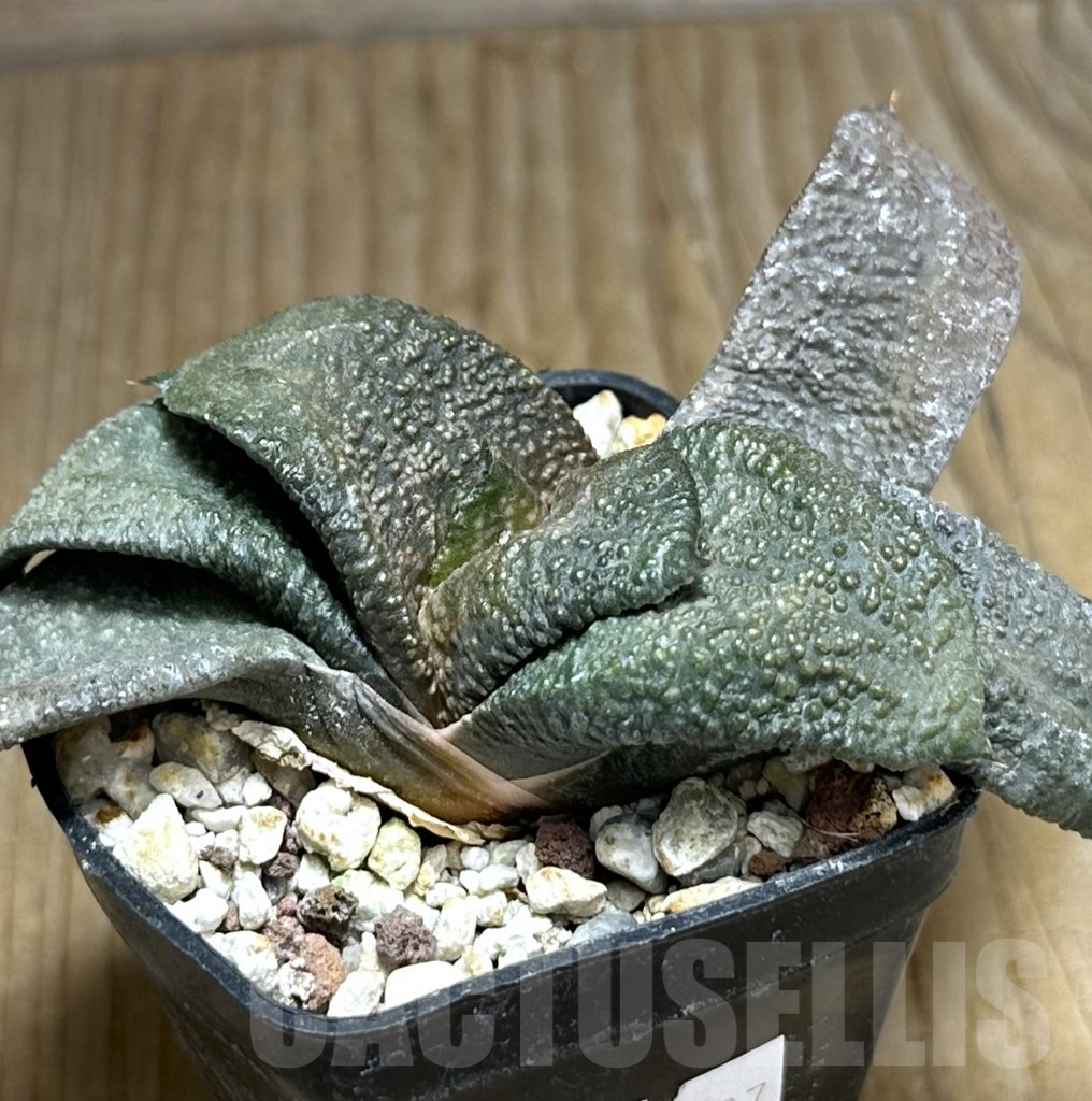 SHPR31987 Gasteria armstrongii -Japan-