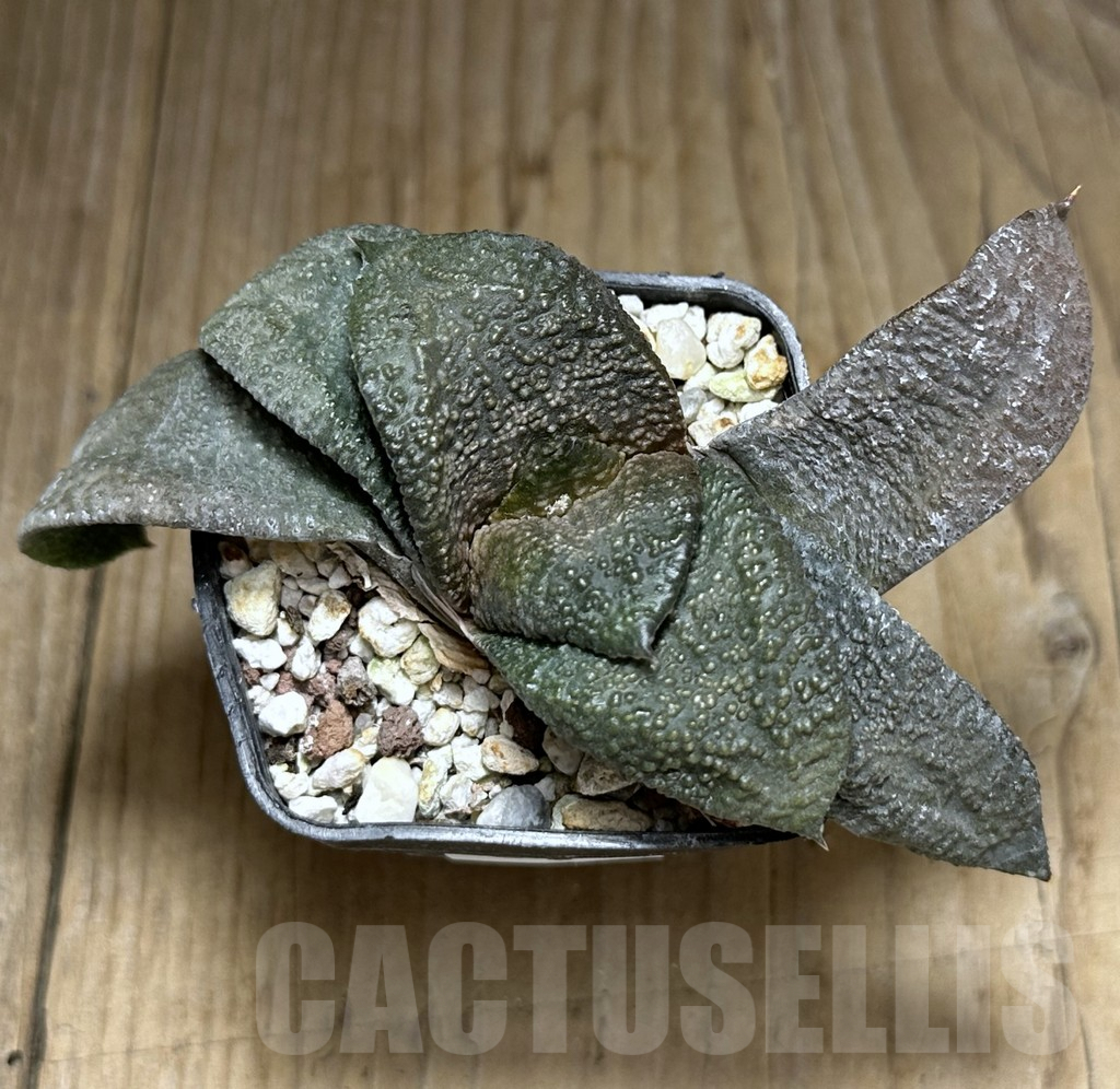 SHPR31987 Gasteria armstrongii -Japan- - Image 3