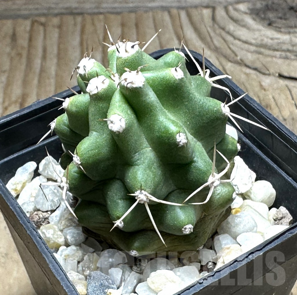 SHPR31990 Echinocereus triglochidiatus v. inermis