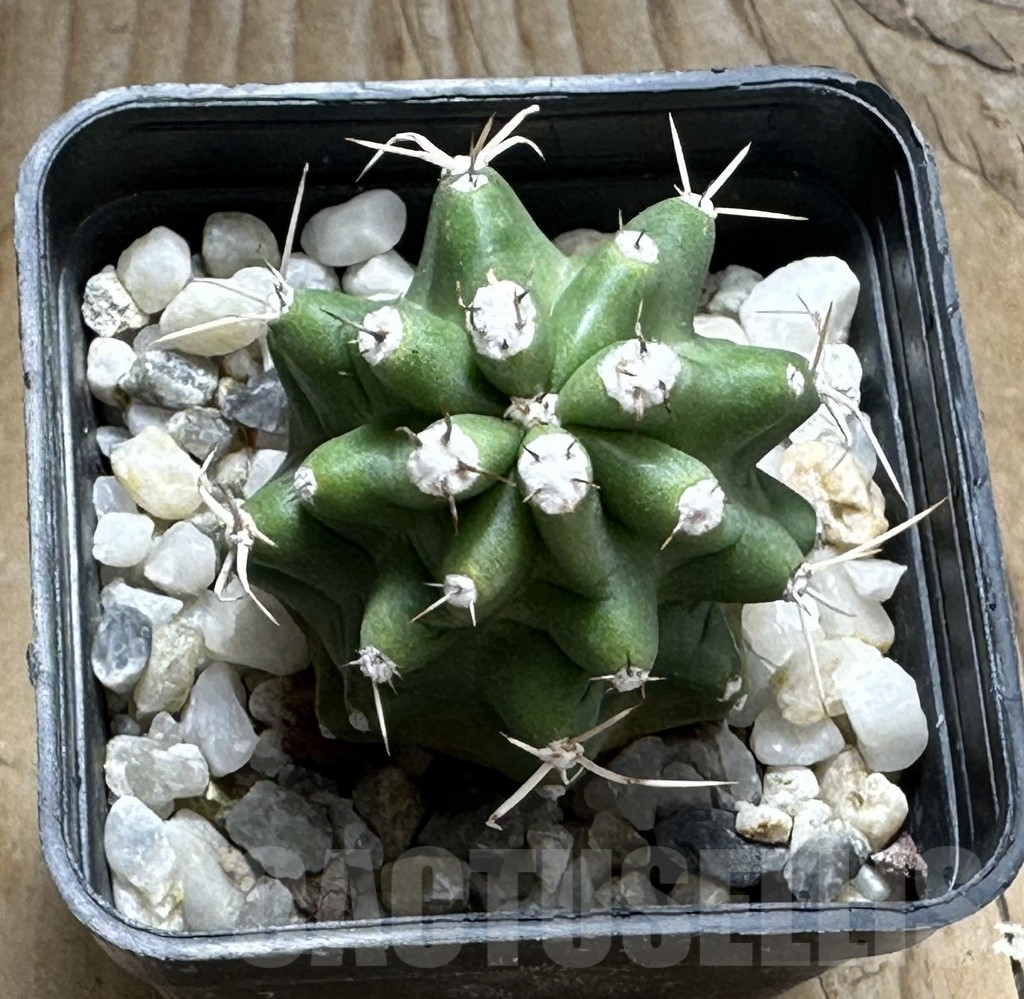 SHPR31990 Echinocereus triglochidiatus v. inermis - Obrázek 2