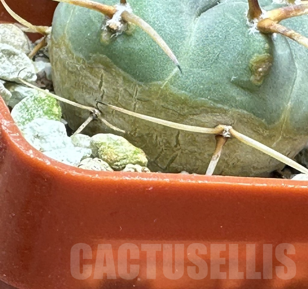 SHPR31992 Gymnocalycium spegazzinii v. cardenasianum LF 597 - Image 2