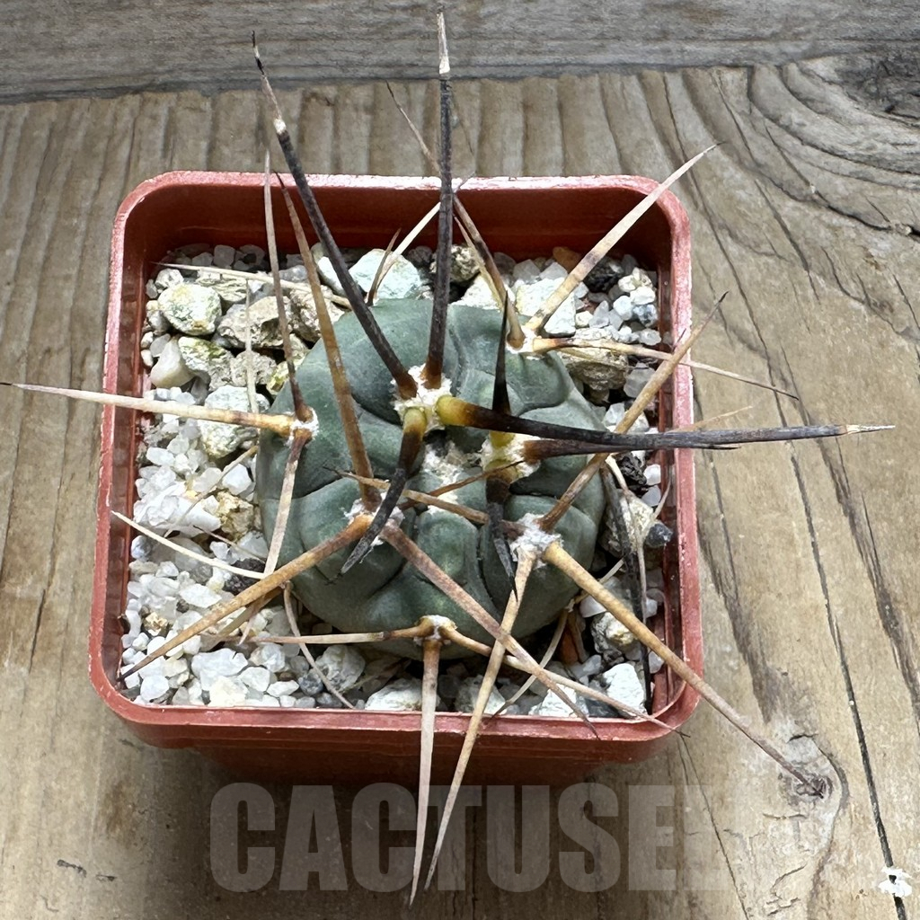 SHPR31992 Gymnocalycium spegazzinii v. cardenasianum LF 597 - Image 3