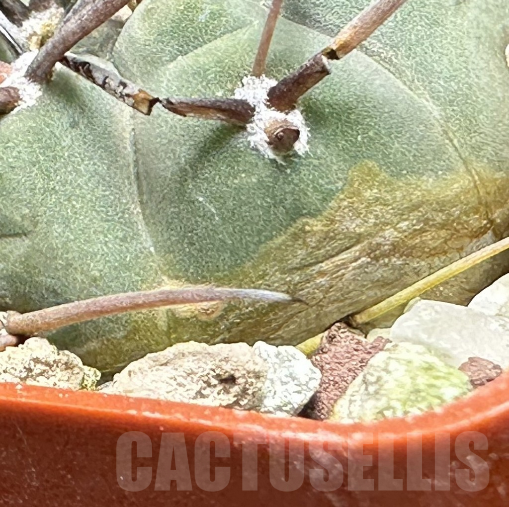 SHPR31993 Gymnocalycium spegazzinii v. cardenasianum LF 597 - Image 2