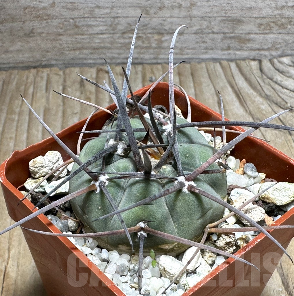 SHPR31993 Gymnocalycium spegazzinii v. cardenasianum LF 597