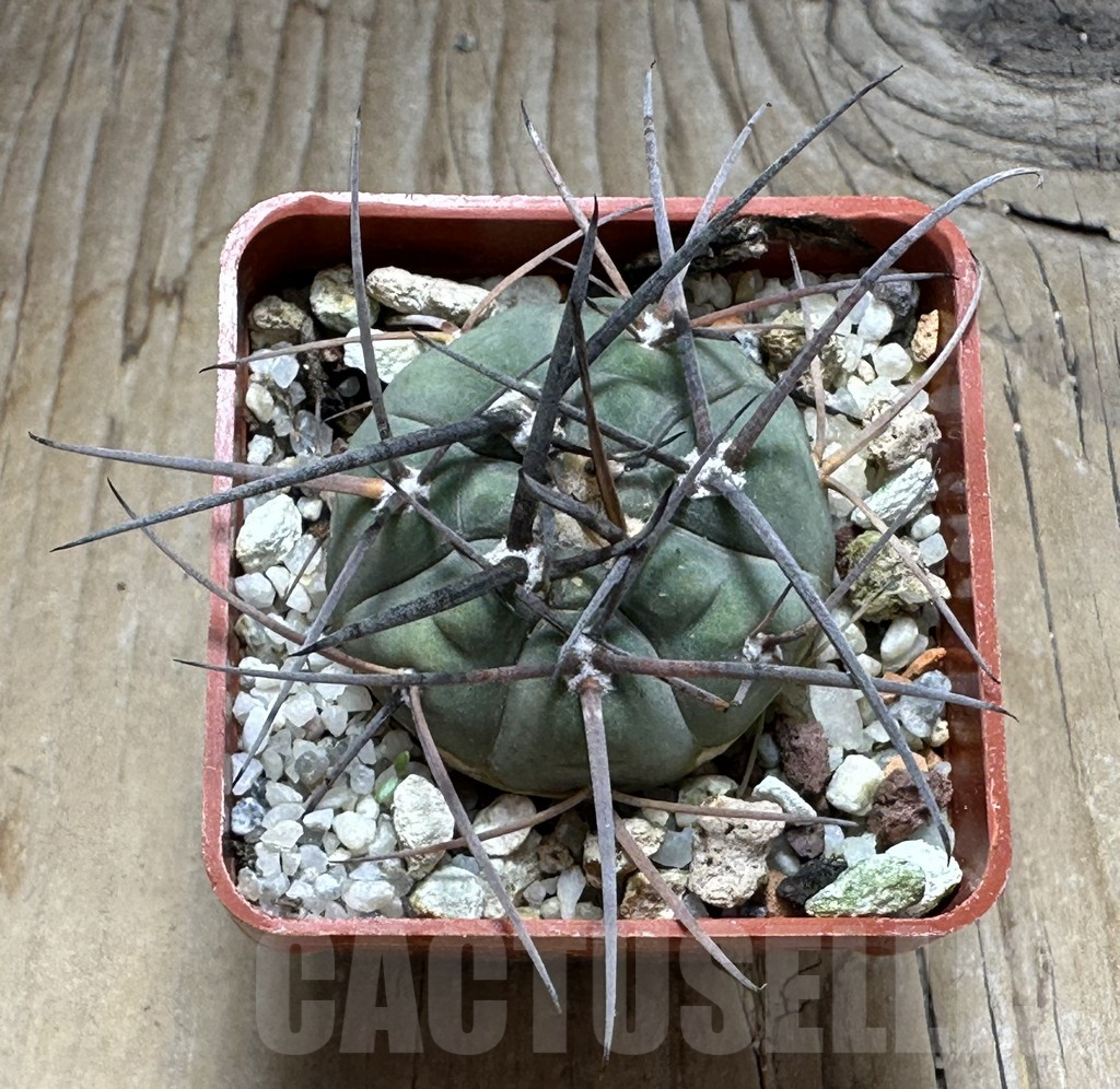 SHPR31993 Gymnocalycium spegazzinii v. cardenasianum LF 597 - Image 3