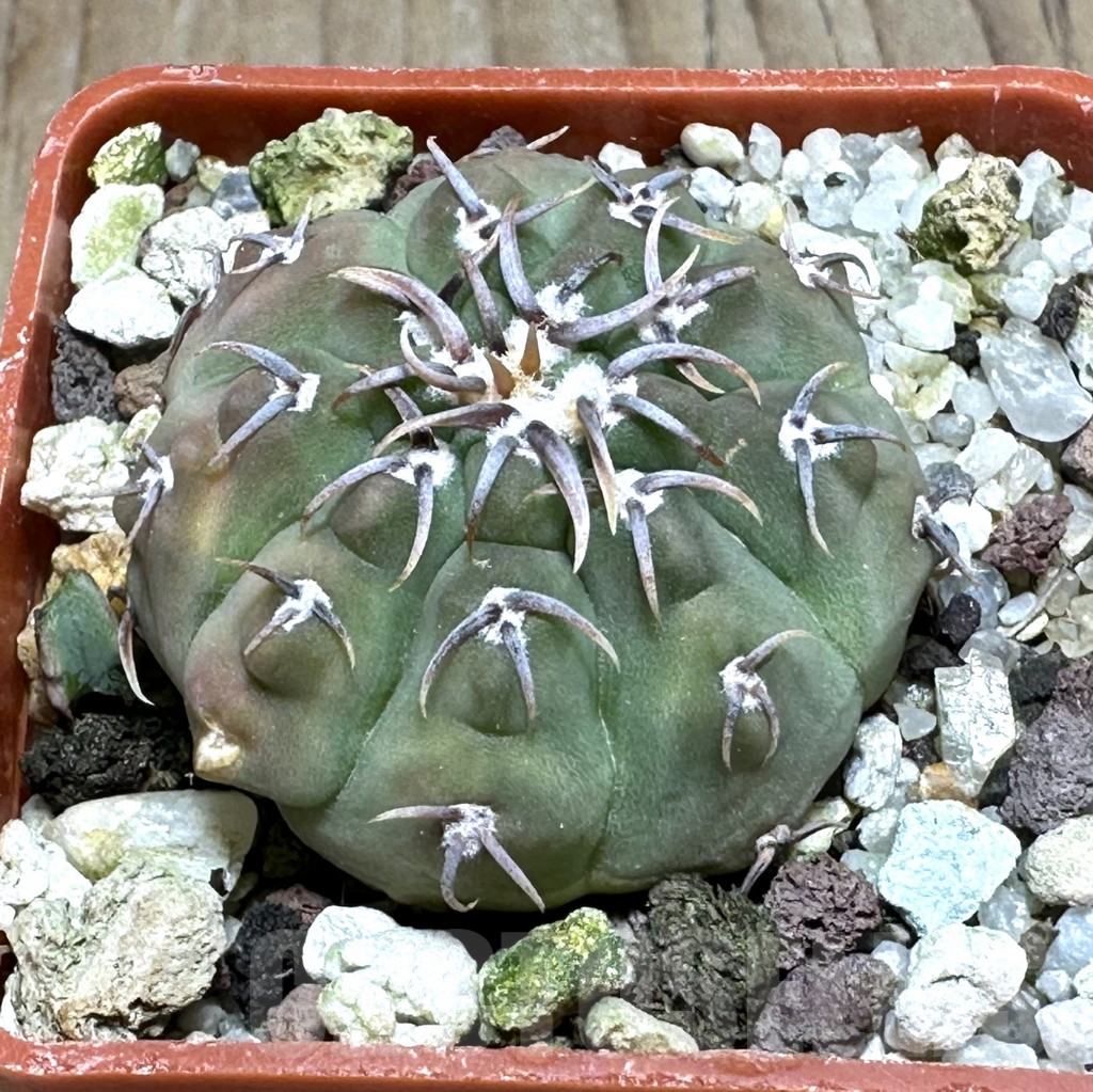 SHPR31995 Gymnocalycium vatteri v. unguispinum