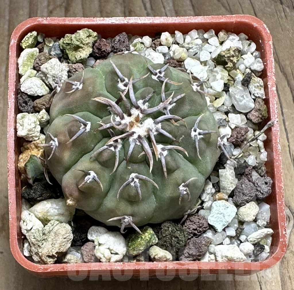 SHPR31995 Gymnocalycium vatteri v. unguispinum - Image 2