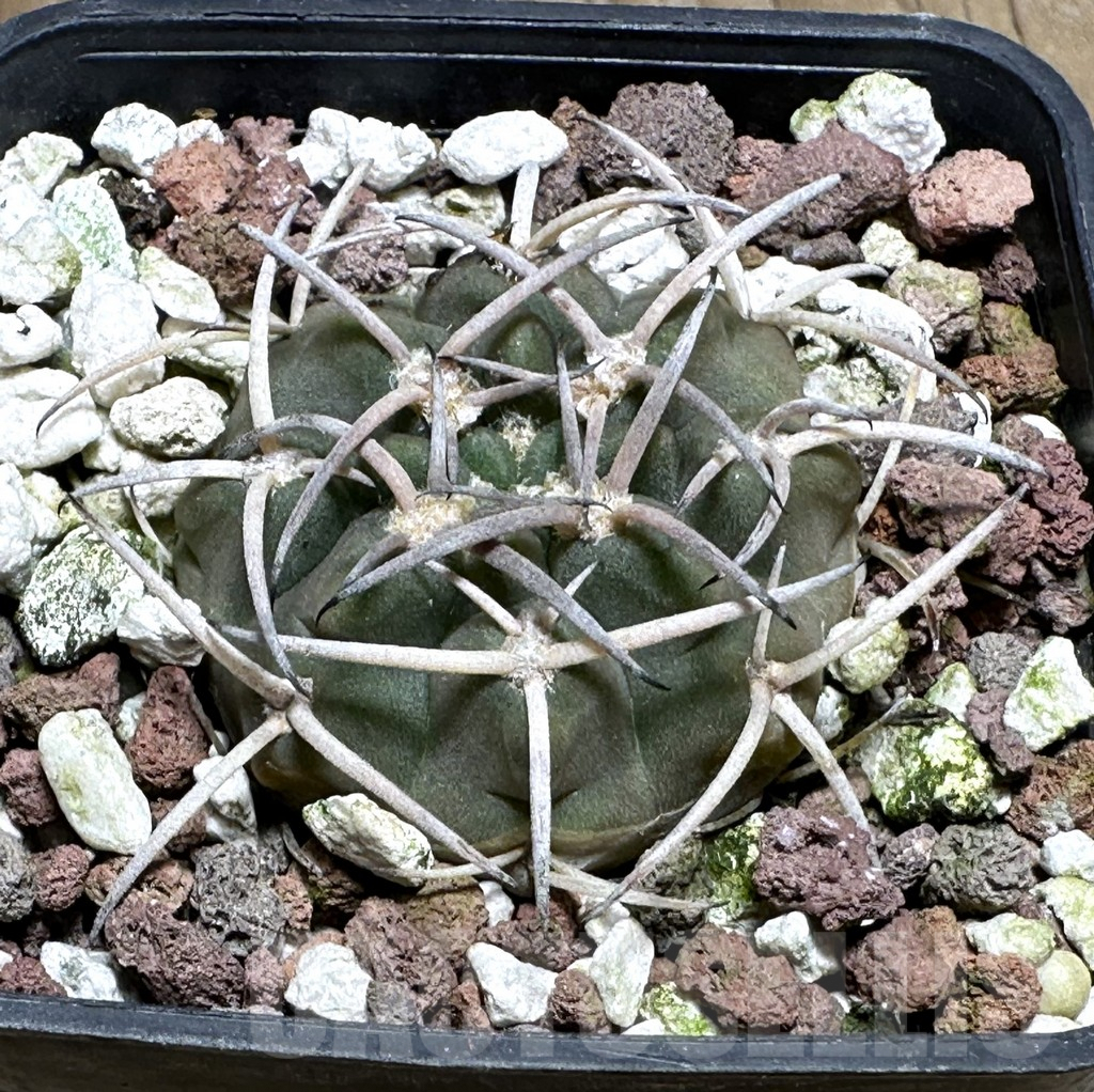 SHPR31996 Gymnocalycium catamarcense f. ensispinum VoS 2380/HS