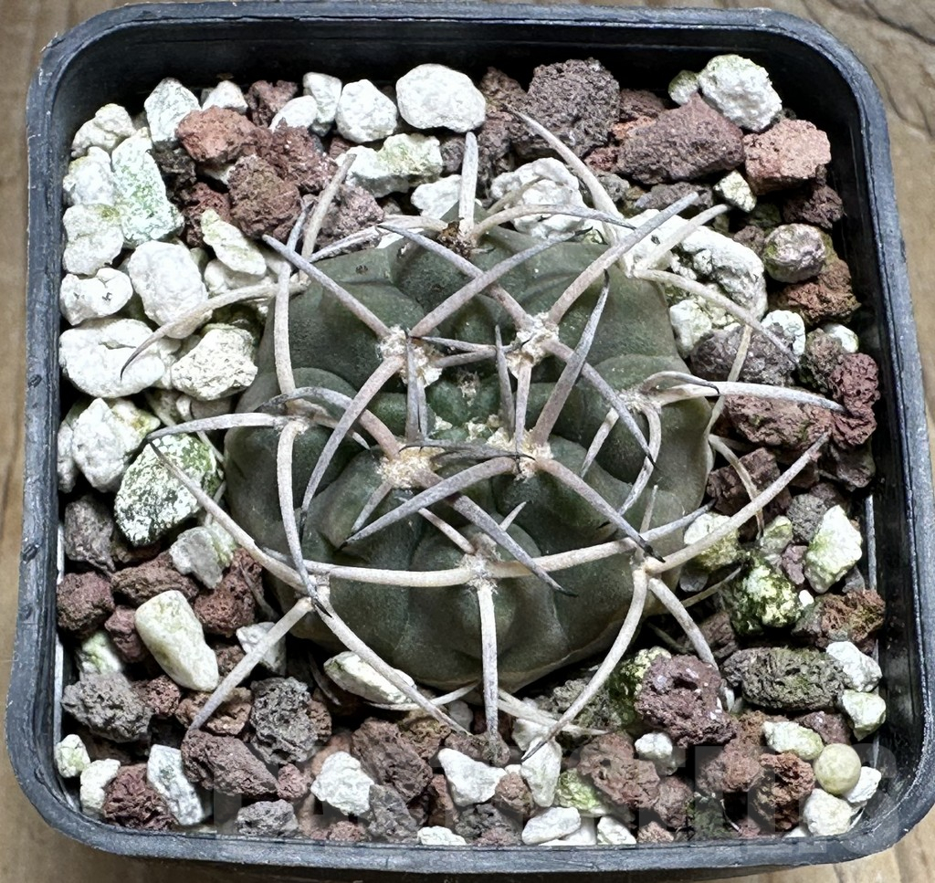SHPR31996 Gymnocalycium catamarcense f. ensispinum VoS 2380/HS - Image 2